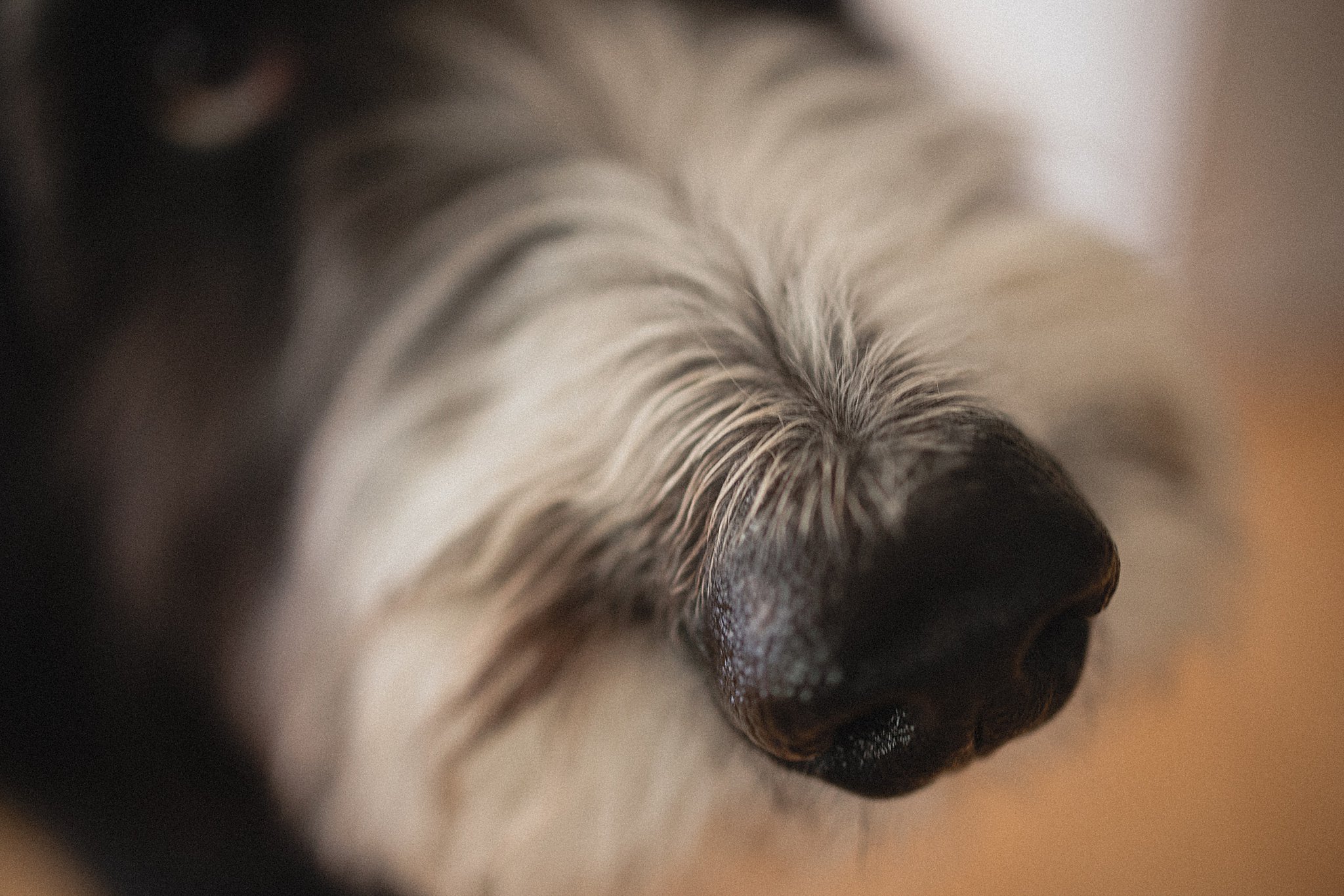 newborn photography milwaukee